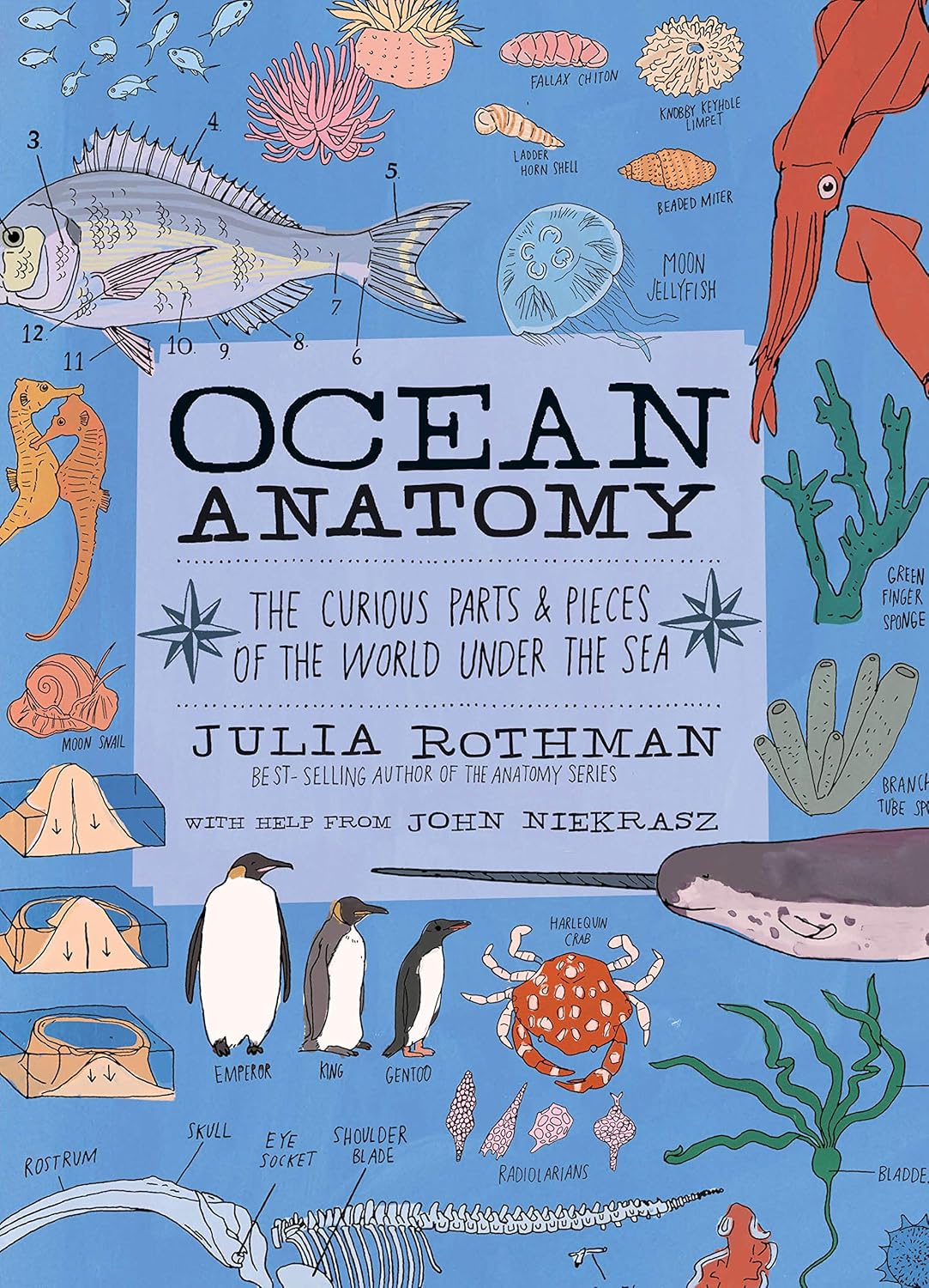 Ocean Anatomy: the Curious Parts & Pieces by Julia Rothman