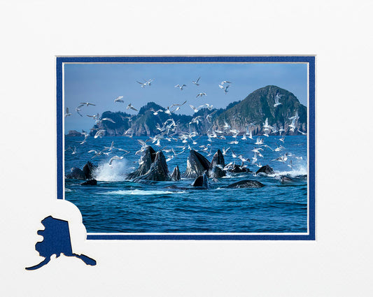 Feeding Frenzy Notecard