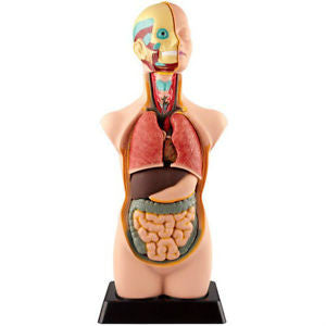 Human Torso Anatomy Model - 10"